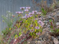 Monarda fistulosa Rondell Österleden-Fältarpsvägen, Helsingborg, Skåne, Sweden 20190805_0019