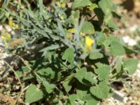 Nepeta cataria 1.5 km SSE Aderbiyevka, Krasnodar, Russia 20160911_0997