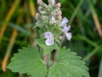 Nepeta cataria Köpenhamnsvägen 63, Norra Friluftsstaden, Malmö, Skåne, Sweden 20240726_0001