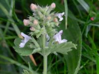 Nepeta cataria Köpenhamnsvägen 63, Norra Friluftsstaden, Malmö, Skåne, Sweden 20240726_0002