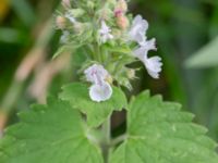 Nepeta cataria Köpenhamnsvägen 63, Norra Friluftsstaden, Malmö, Skåne, Sweden 20240726_0006