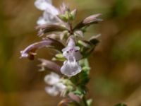 Nepeta grandiflora P-pl, Husie mosse, Malmö, Skåne, Sweden 20190724_0011