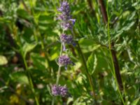 Nepeta racemosa Hamnutfyllnaden, Halmstad, Halland, Sweden 20190606_0091