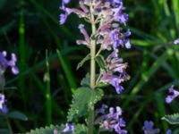 Nepeta racemosa Vanningen, Vellinge, Skåne, Sweden 20221030_0035