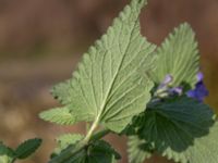 Nepeta racemosa Vanningen, Vellinge, Skåne, Sweden 20221030_0037