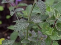 Nepeta x faassenii Sliparebacken, Lund, Skåne, Sweden 20171014_0064