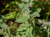 Nepeta x faassenii Strandåsvägen, Malmö, Skåne, Sweden 20200626_0019