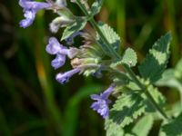 Nepeta x faassenii Strandåsvägen, Malmö, Skåne, Sweden 20200626_0020