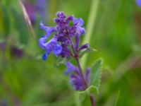 Nepeta x faassenii Svanetorpsvägen, Åkarp, Lomma, Skåne, Sweden 20150528_0012