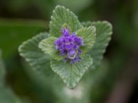 Nepeta x faassenii Svanetorpsvägen, Åkarp, Lomma, Skåne, Sweden 20150528_0013