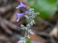 Nepeta x faassenii Svedala jorddeponi, Svedala, Skåne, Sweden 20231021_0067