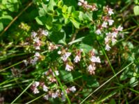 Origanum vulgare Karlarp 1-124, Tjörnarp, Höör, Skåne, Sweden 20230916_0088