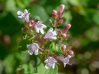 Origanum vulgare Karlarp 1-124, Tjörnarp, Höör, Skåne, Sweden 20230916_0089