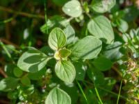 Origanum vulgare Karlarp 1-124, Tjörnarp, Höör, Skåne, Sweden 20230916_0090