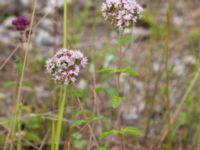 Origanum vulgare Ruderatyta N infarten, Limhamns kalkbrott, Malmö, Skåne, Sweden 20210703_0057