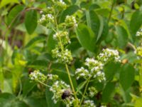 Origanum vulgare Ulricedal, Malmö, Skåne, Sweden 20190730_0041