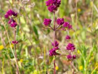 Origanum vulgare Vanningen, Vellinge, Skåne, Sweden 20240613_0035