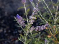 Perovskia abrotanoides × atriplicifolia Valenciagatan, Malmö, Skåne, Sweden 20190907_0002