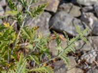 Perovskia abrotanoides x atriplicifolia Valenciagatan, Malmö, Skåne, Sweden 20180630_0018