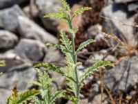 Perovskia abrotanoides x atriplicifolia Valenciagatan, Malmö, Skåne, Sweden 20180630_0022