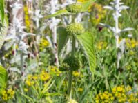 Phlomis fruticosa Cementparken, Limhamn, Malmö, Skåne, Sweden 20200528_0003