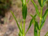 Physostegia virginiana Ulricedal, Malmö, Skåne, Sweden 20190730_0024