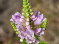 Physostegia virginiana Ulricedal, Malmö, Skåne, Sweden 20190730_0028