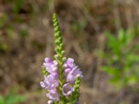 Physostegia virginiana Ulricedal, Malmö, Skåne, Sweden 20190730_0030