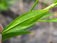 Physostegia virginiana Ulricedal, Malmö, Skåne, Sweden 20190730_0033