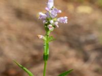 Physostegia virginiana Ulricedal, Malmö, Skåne, Sweden 20200822_0051