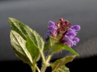 Prunella vulgaris Möckelmossen, Mörbylånga, Öland, Sweden 20190609_0289