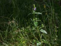 Prunella vulgaris Sönnerbergen, Onslala, Kungsbacka, Halland, Sweden 20150721_0004