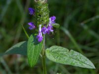 Prunella vulgaris Sönnerbergen, Onslala, Kungsbacka, Halland, Sweden 20150721_0005