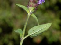 Prunella vulgaris Tvärvägen, Näsby, Mörbylånga, Öland, Sweden 20190609_0239