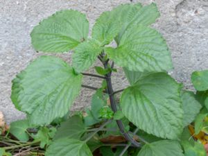 Salvia farinacea - Mealycup Sage - Daggsalvia