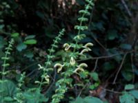 Salvia glutinosa Svirskoye ushele, Lazarevskoye, Krasnodar, Russia 20160913_0397