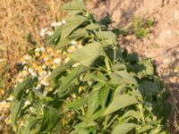 Salvia hispanica Prästavägen, Lund, Skåne, Sweden 20160925_0067