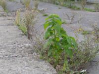 Salvia hispanica Sydkajen Malmö, Skåne, Sweden 20170826_0017