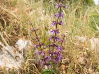 Salvia judaica Mount Gilboa, Israel 2013-03-31 350