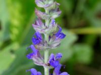 Salvia nemorosa Åkerlund och Rausings väg, Lund, Skåne, Sweden 20170727_0019