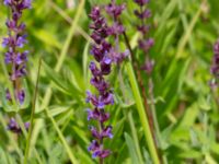 Salvia nemorosa Åkerlund och Rausings väg, Lund, Skåne, Sweden 20180629_0075