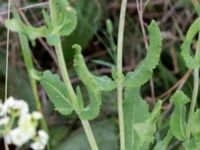 Salvia nemorosa Ledningscentralen, Lernacken, Malmö, Skåne, Sweden 20160617_0015