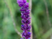 Salvia nemorosa Ledningscentralen, Lernacken, Malmö, Skåne, Sweden 20160617_0017