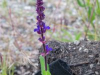 Salvia nemorosa Ruderatyta Marsgatan, Malmö, Skåne, Sweden 20220615_0023