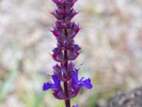 Salvia nemorosa Ruderatyta Marsgatan, Malmö, Skåne, Sweden 20220615_0024