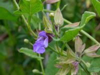 Salvia officinalis Lagerbrings väg, Lund, Skåne, Sweden 20190708_0060