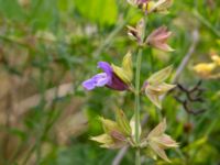 Salvia officinalis Lagerbrings väg, Lund, Skåne, Sweden 20190708_0061