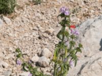 Salvia officinalis Sveti Jure, Biokovo Nature Park, Tucepi, Croatia 20170802_1526