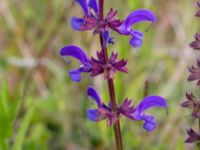 Salvia pratensis Bunkeflodammen, Malmö, Skåne, Sweden 20200607_0034