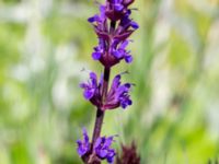 Salvia pratensis Cementparken, Limhamn, Malmö, Skåne, Sweden 20200528_0002